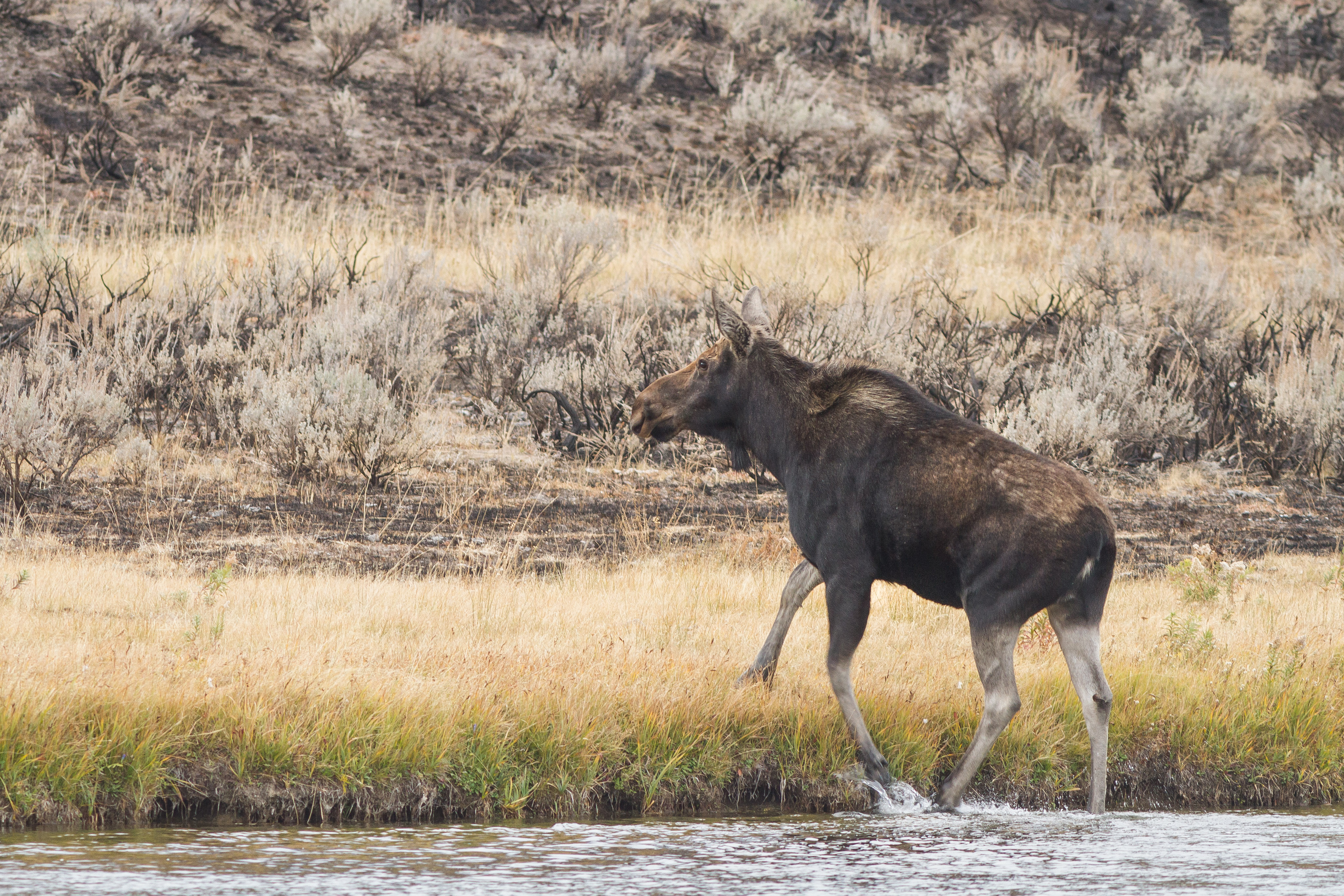 Levels of Wildlife Photography