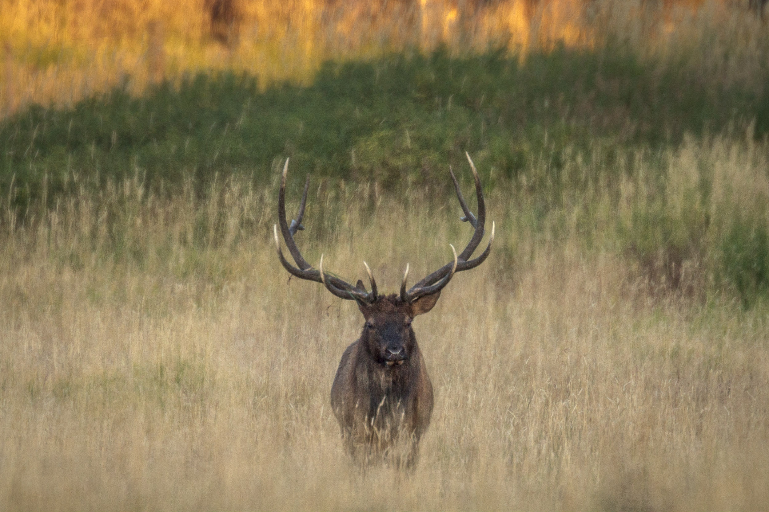 Don’t be a Desperate Wildlife Photographer